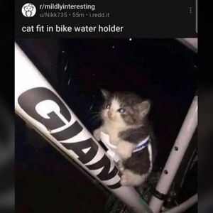 Kat (kitten) in bidonhouder van fiets